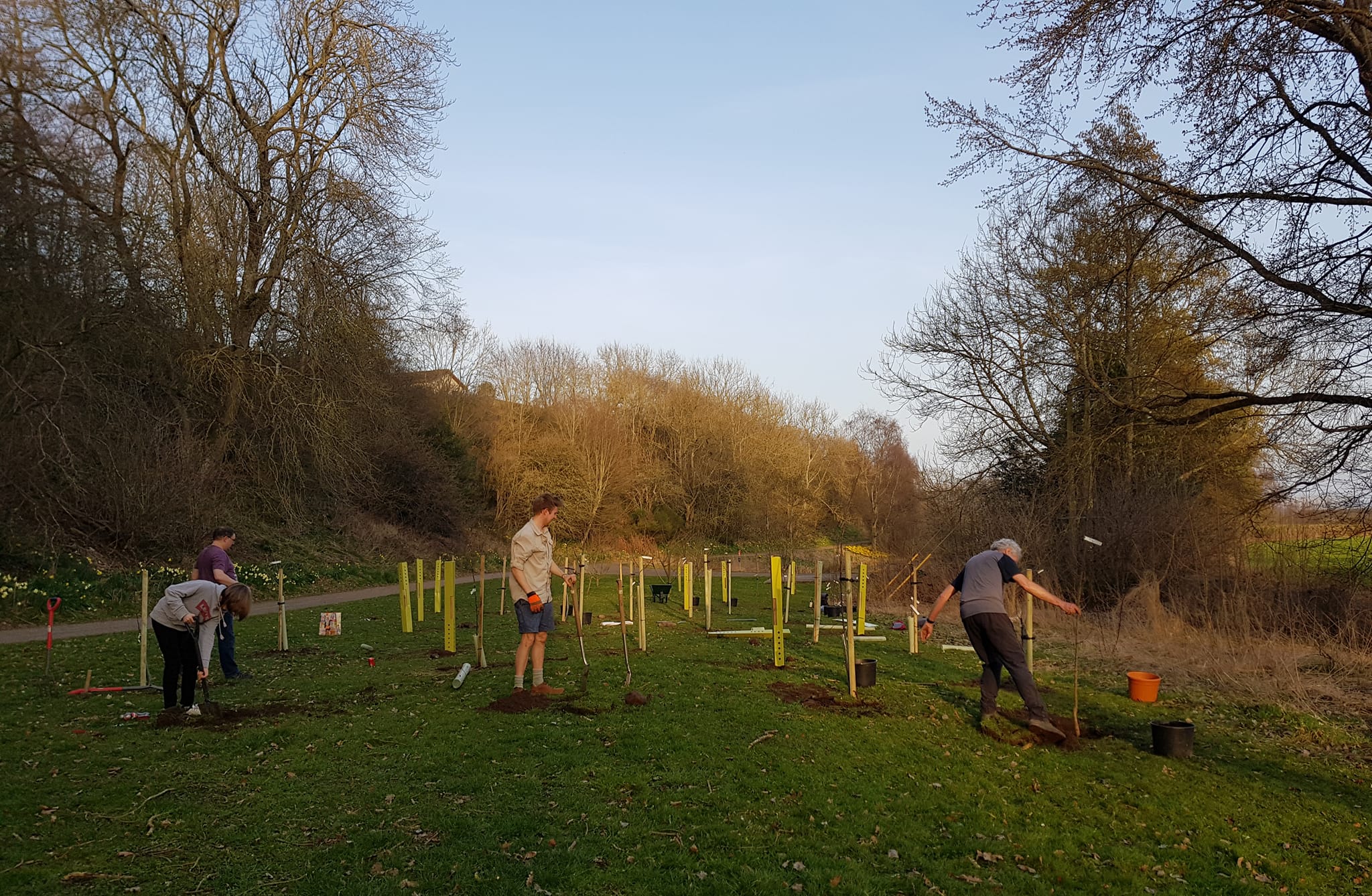 tree planting